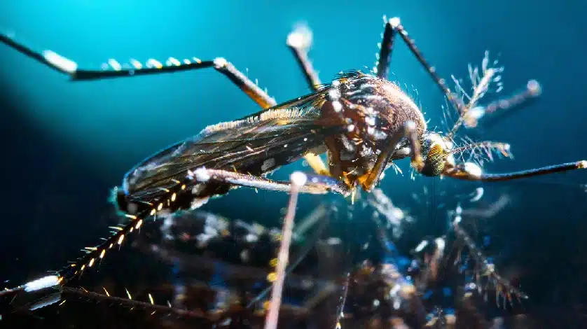 A close up of a mosquito with a blue background.